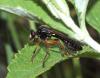 Dioctria cothurnata